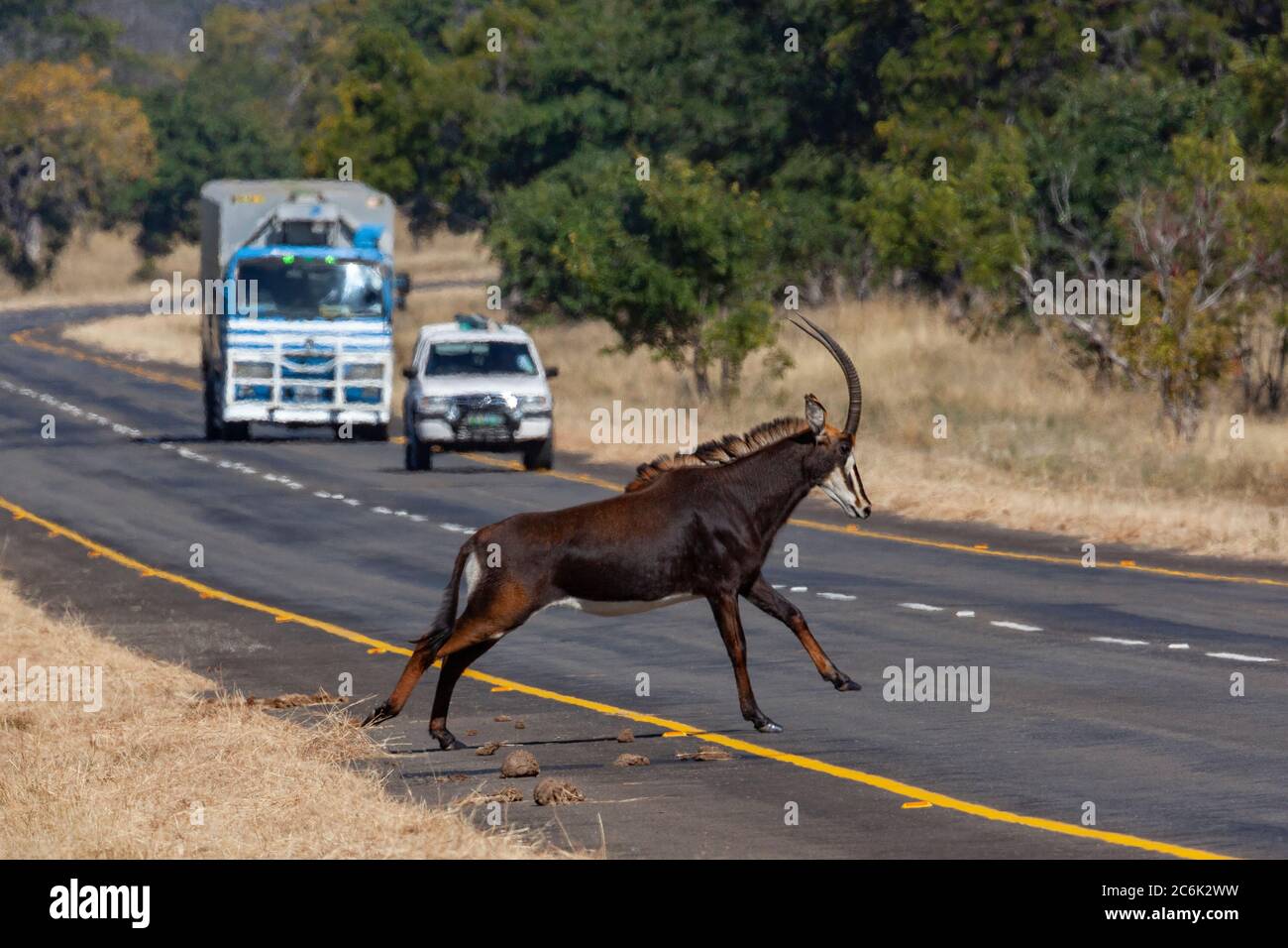 Sable Antelope (Hippotragus niger) überquert eine Straße im Chobe National Park im Norden Botswanas, Afrika. Stockfoto