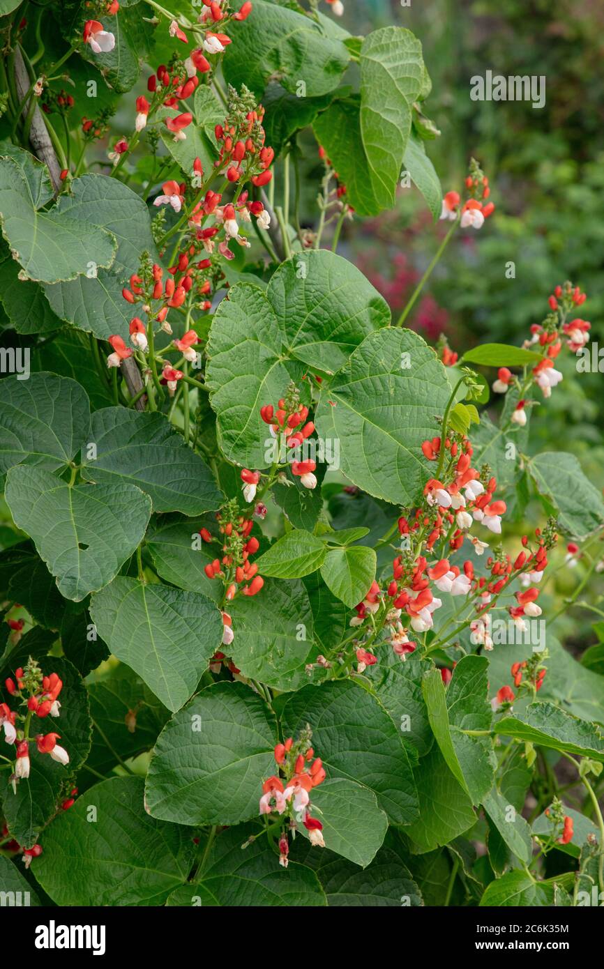 Rot eine weiße Blüte von Läuferbohnen, die im Juli auf der Zuteilung zu sehen war. Stockfoto