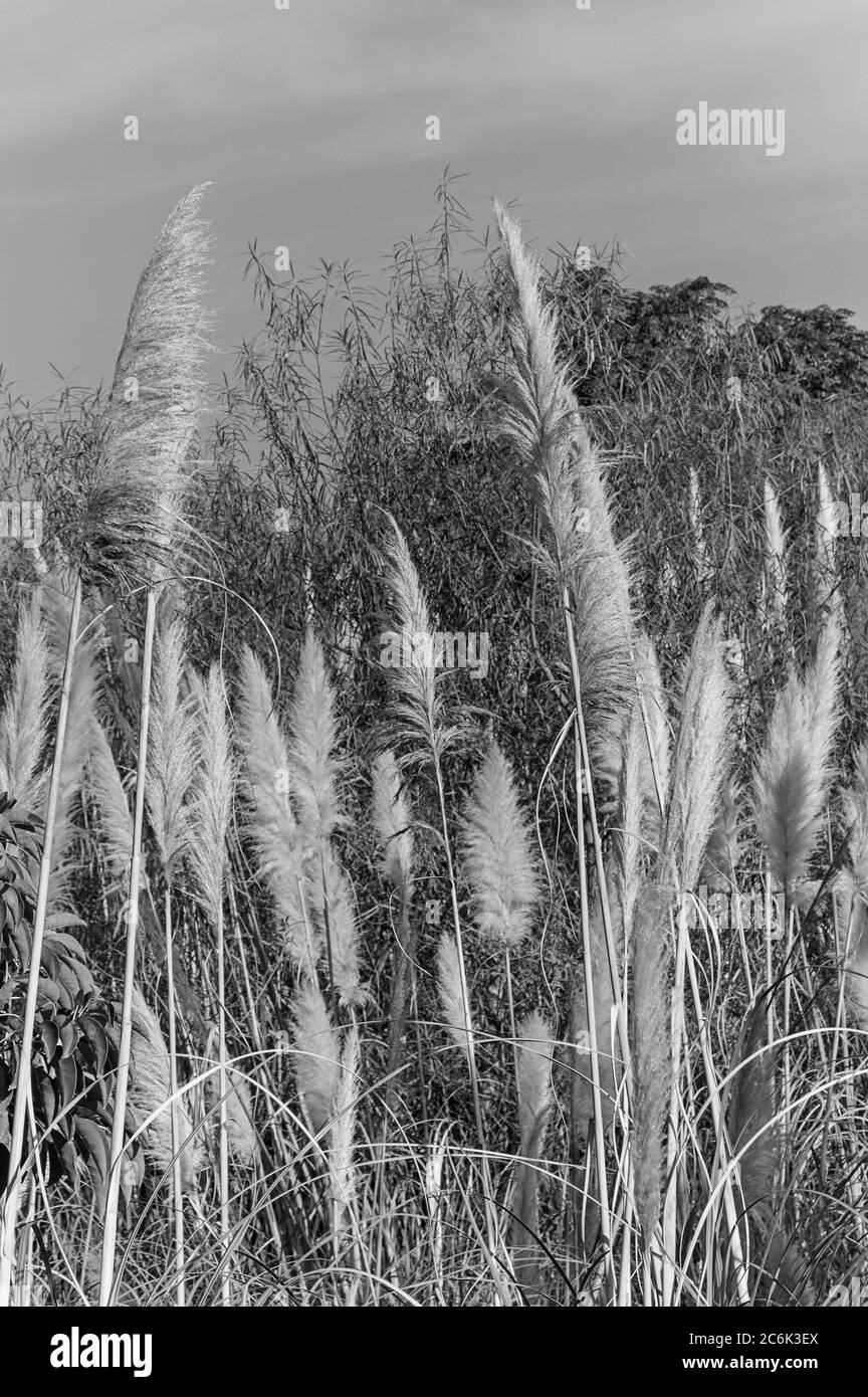 Cortaderia selloana, Cortada, besser bekannt als Yerba oder Gras der Pampas Stockfoto