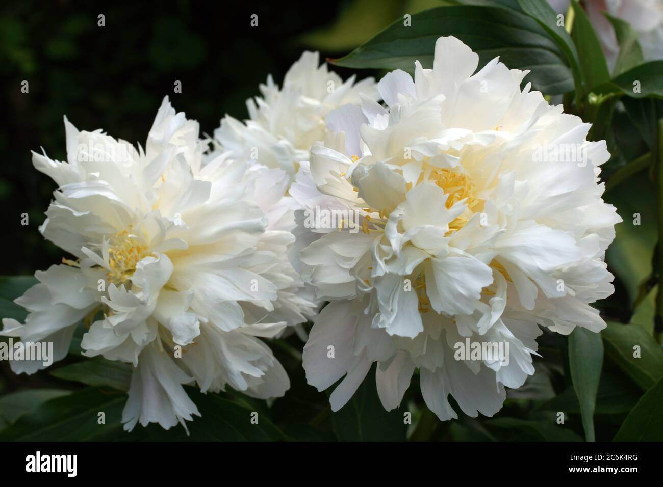 Im Garten wachsen wunderschöne weiße Doppelpeonies. Zwei Blumen. Stockfoto