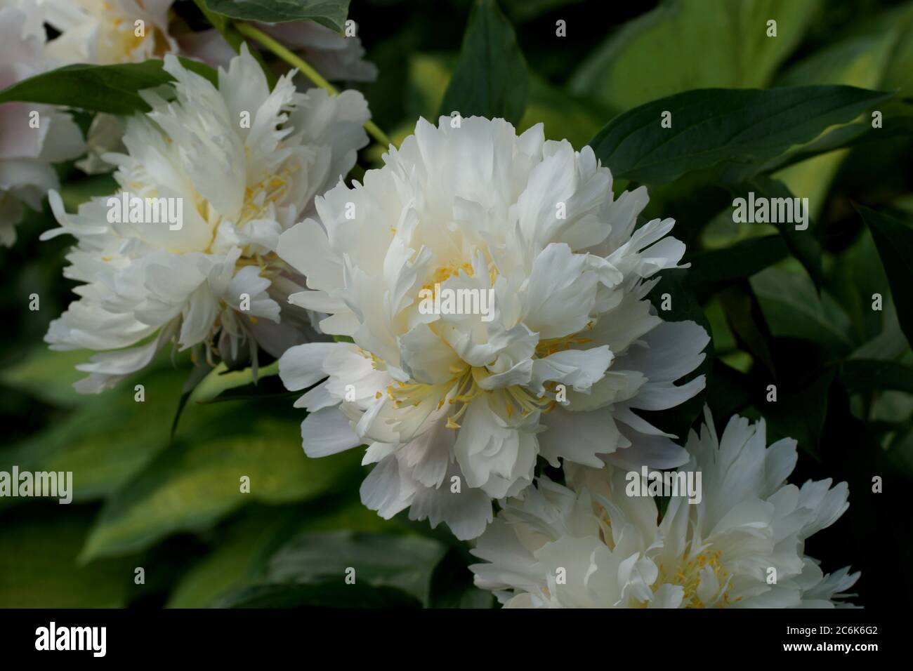 Im Garten wachsen wunderschöne weiße Doppelpeonies. Viele Pfingstrosen. Stockfoto