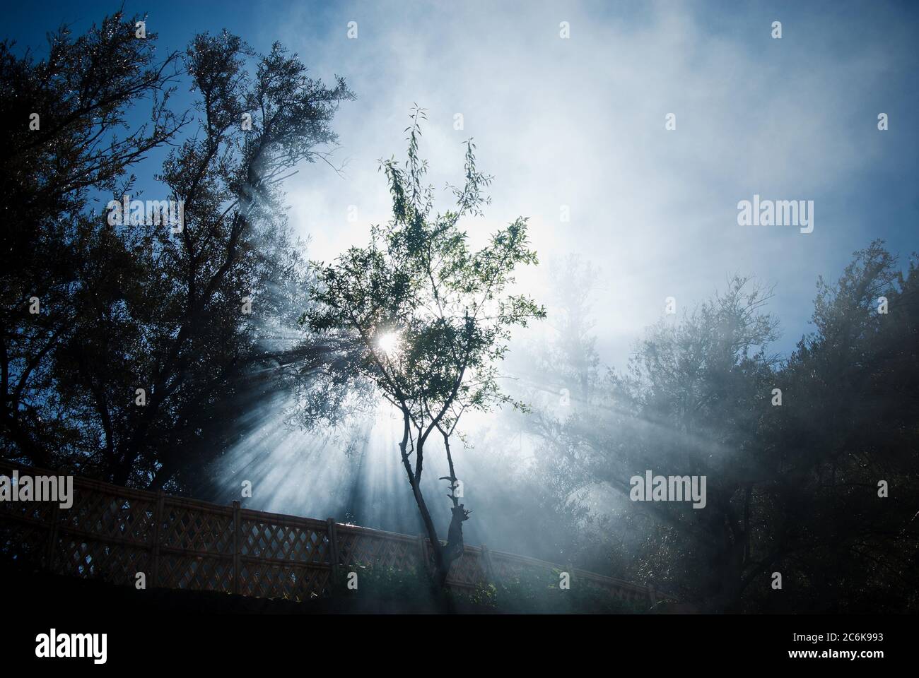 Baum im Nebel, Atlasgebirge, Marokko Stockfoto