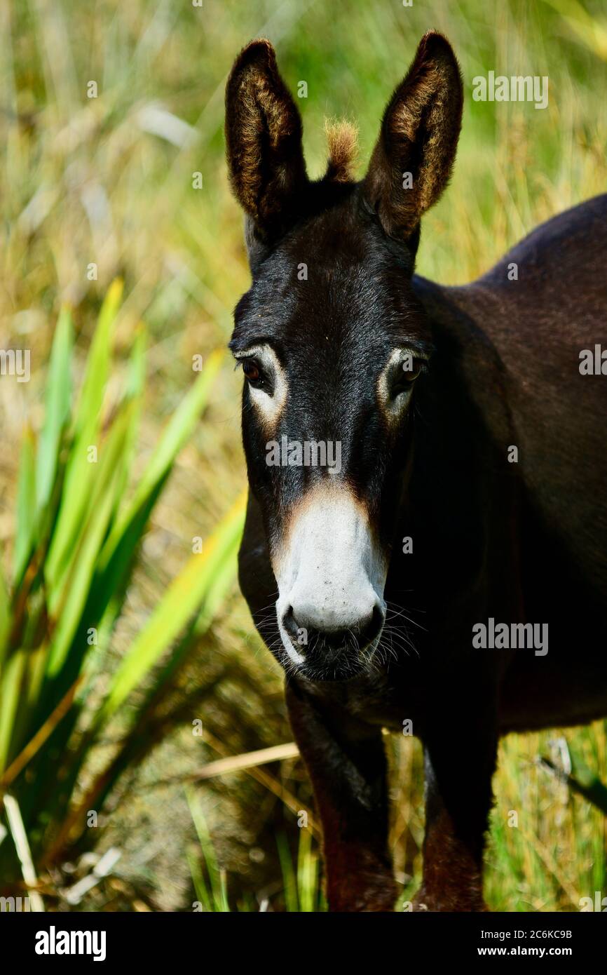 Porträt eines Esels. Esel oder Esel ist ein domestiziertes Mitglied der Pferdehausfamilie Equidae. Der wilde Ahne des Esels ist der afrikanische Wildesel. Stockfoto