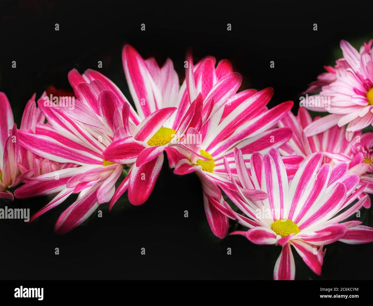 Natürlicher Hintergrund mit lebendigen Farben Blumen im Garten Stockfoto