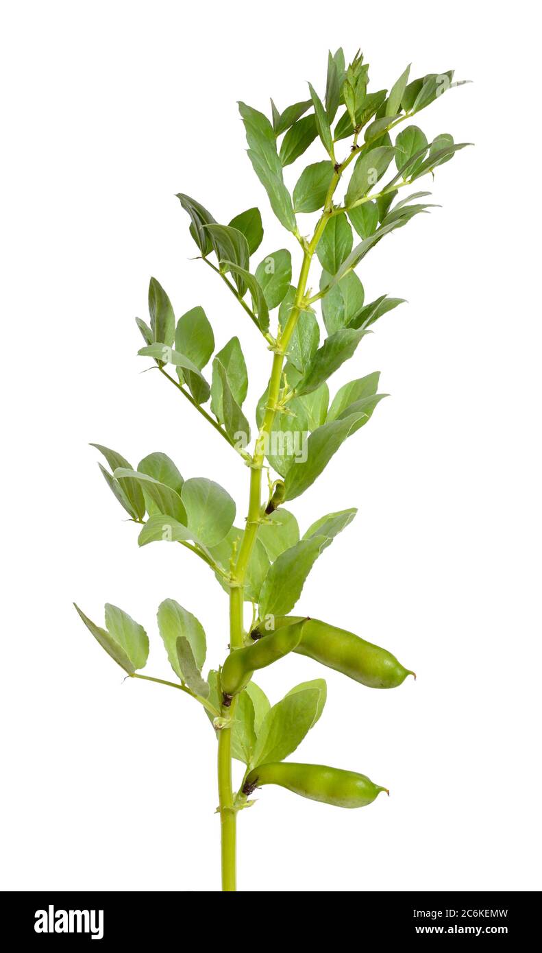 Vicia faba Broad Bohne, Fava Bohne oder Faba Bohne, decken Ernte Horse Bohne. Blumen isoliert Stockfoto