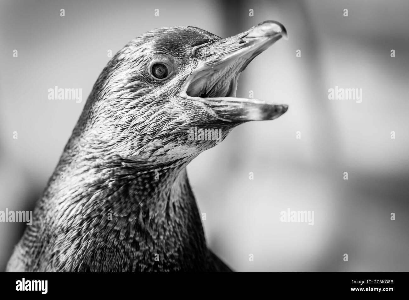 Monochrome Nahaufnahme eines südamerikanischen Humboldt-Pinguins (Spheniscus humboldti), der mit weit geöffnetem Schnabel quiegt und im Inneren Details des Mundes zeigt. Stockfoto