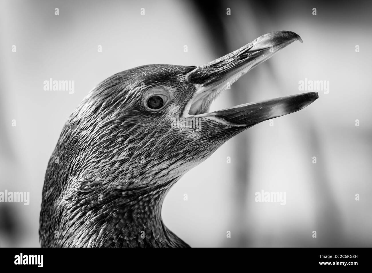 Monochrome, seitliche Nahaufnahme eines südamerikanischen Humboldt-Pinguins (Spheniscus humboldti), der mit weit geöffnetem Schnabel quiegt und im Inneren Details des Mundes zeigt. Stockfoto