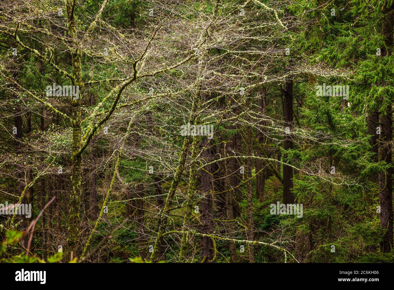 Bäume, Ecola State Park, Oregon, USA Stockfoto