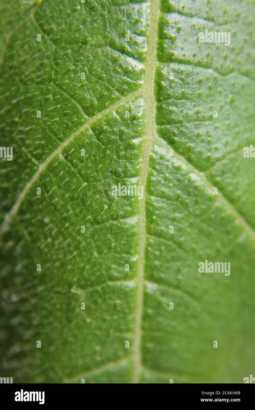 Nahaufnahme eines gemeinsamen Kürbispflanzenblattes, das im Garten wächst. Stockfoto
