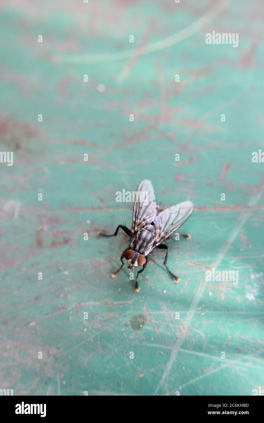 Eine gewöhnliche Hausfliege, Musca domestica, die auf einem Kürbispflanzenblatt ruht. Stockfoto