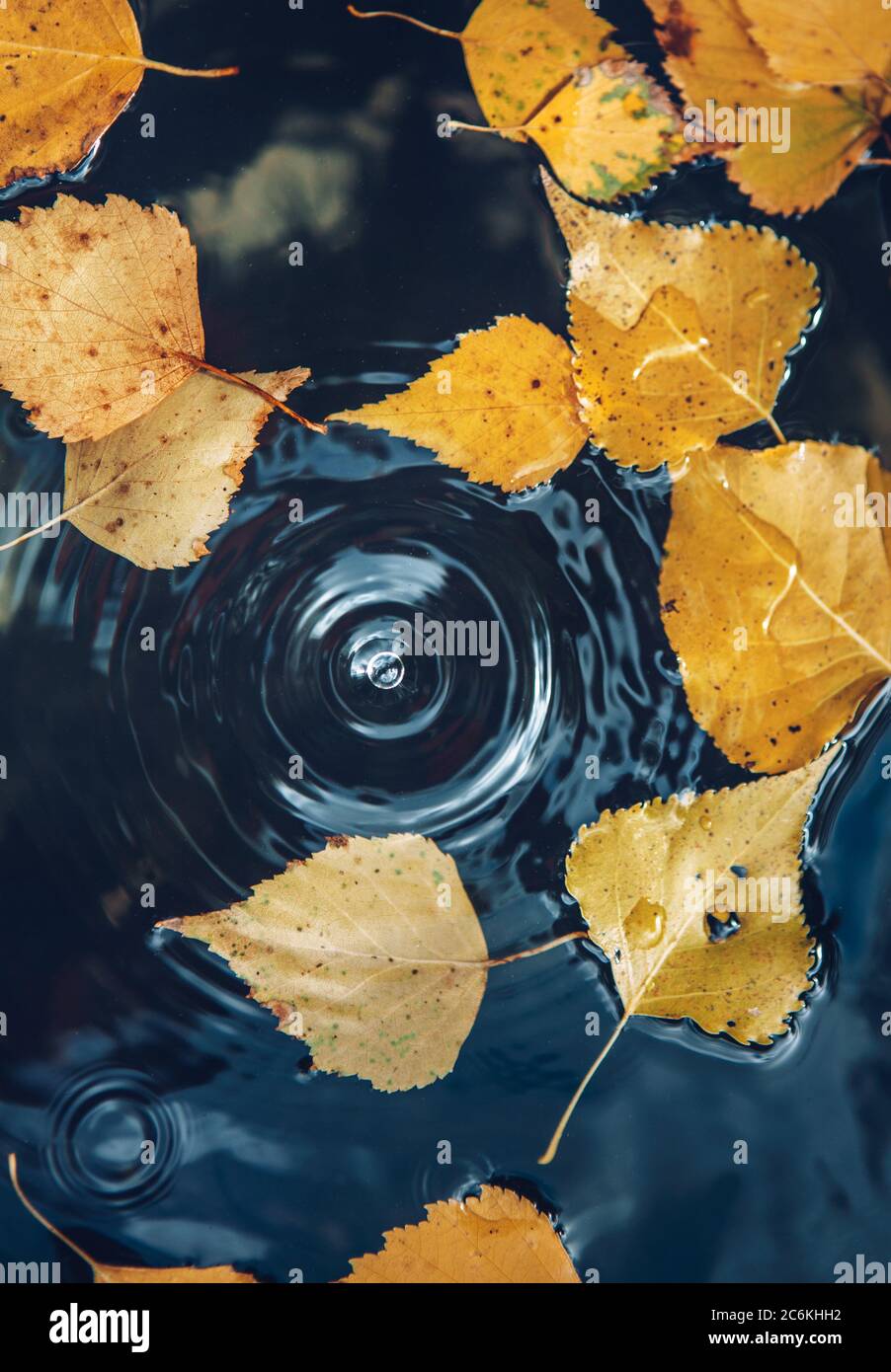Großer Tropfen, der auf die Pfütze fällt und einen radialen Kreis auf der Oberfläche mit heruntergefallenen gelben Blättern auf dem Wasser hinterlässt. Stockfoto