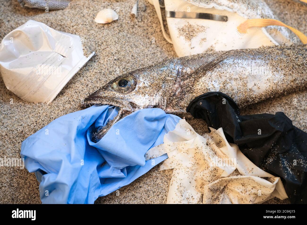 Plastikmüll auf toten Kabeljau Fischmund, medizinische Einweg-Abfall Verschmutzung an der sandigen Küste, Coronavirus-Krankheit Stockfoto