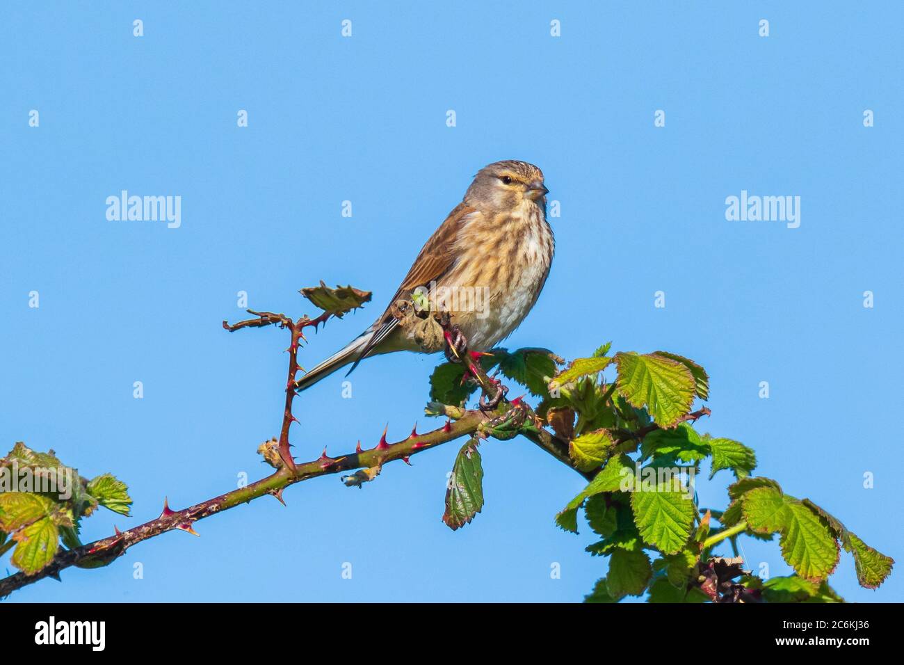 Nahaufnahme Porträt einer Linnett Vogel Weibchen, Carduelis cannabina, Display und die Suche nach einem Partner während der Frühjahrssaison. Blauer Himmel Stockfoto