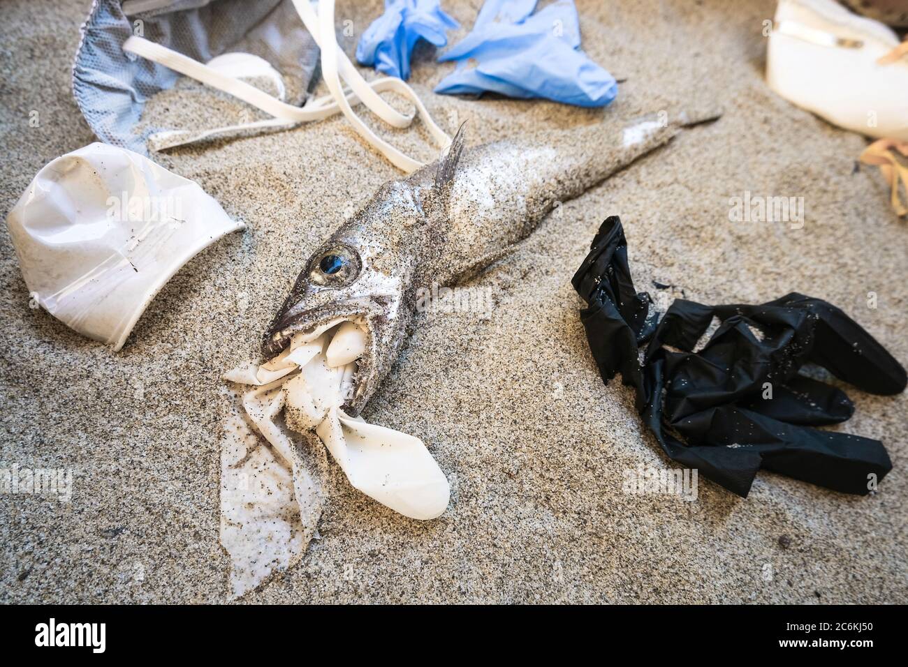 Plastikmüll und toter Kabeljau Fischmund, Einweg-Abfall Verschmutzung an der sandigen Küste, Coronavirus Konzept Stockfoto