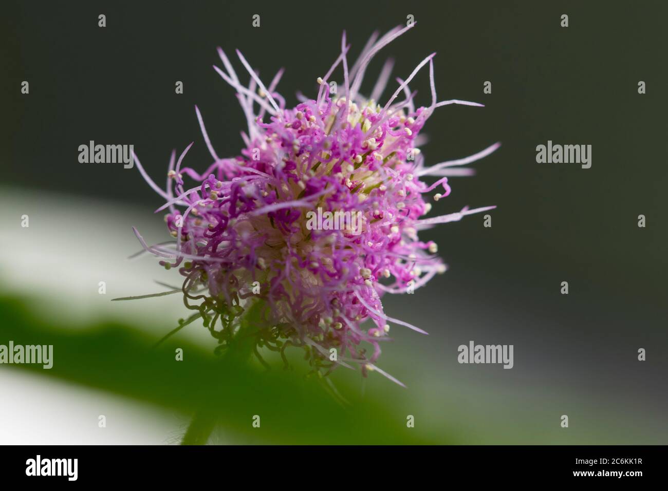 Macro Mimosa perdica Blume Blüte aus nächster Nähe. Schüchterne Pflanzenblüte blüht im Sommer. Stockfoto