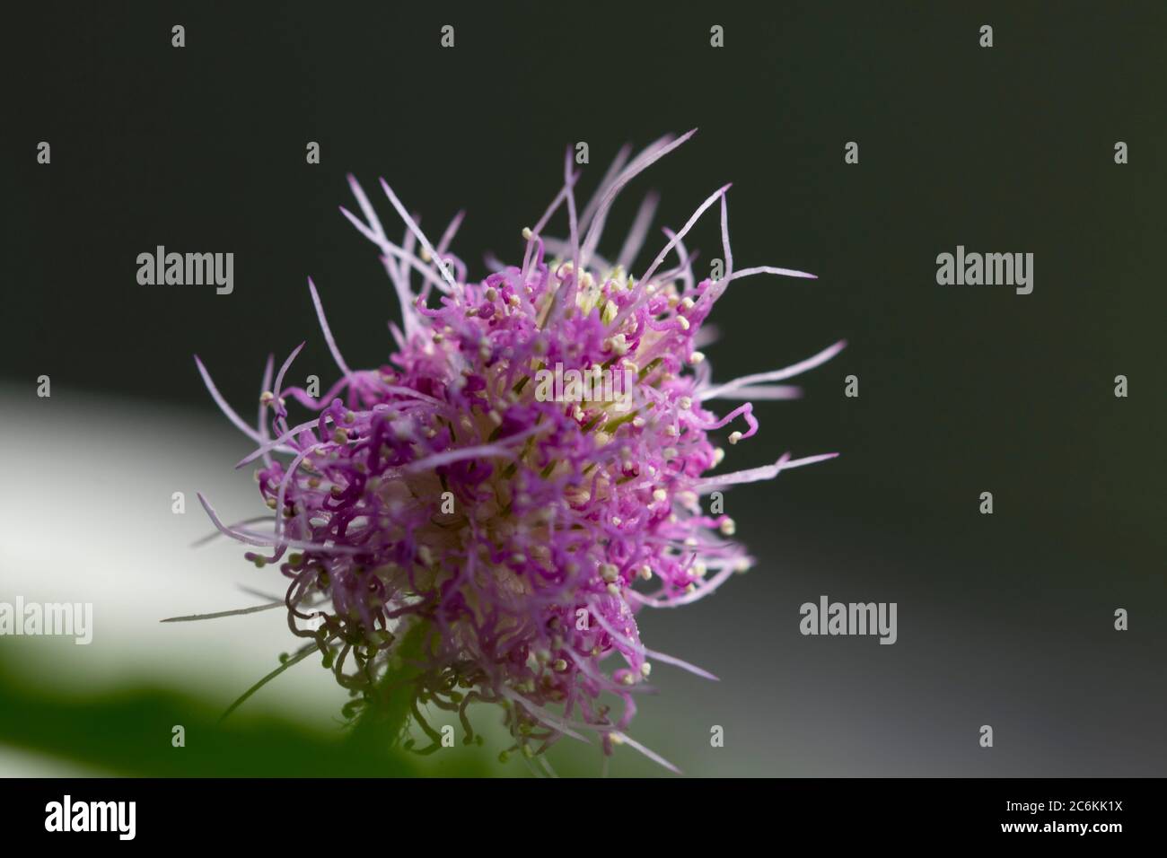 Empfindliche Pflanze rosa Blume Blüte Makroansicht. Blühende Blüte der Mimosa perdica aus nächster Nähe. Stockfoto