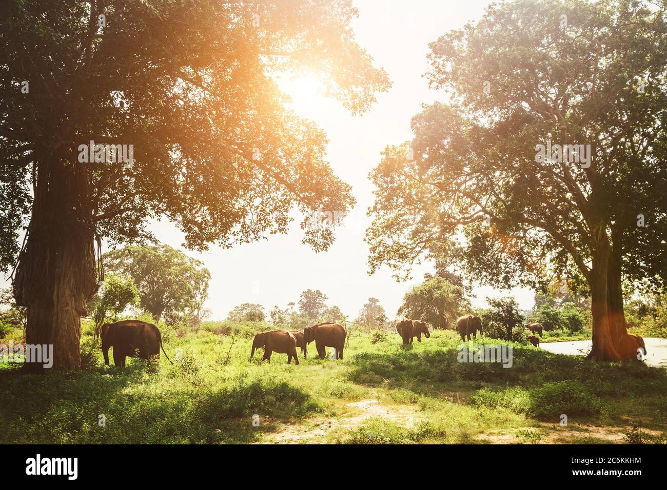 Familie der Felsenfische Herde weiden in der Nähe des Teiches im Nationalpark Udawalawe, Sri Lanka Stockfoto