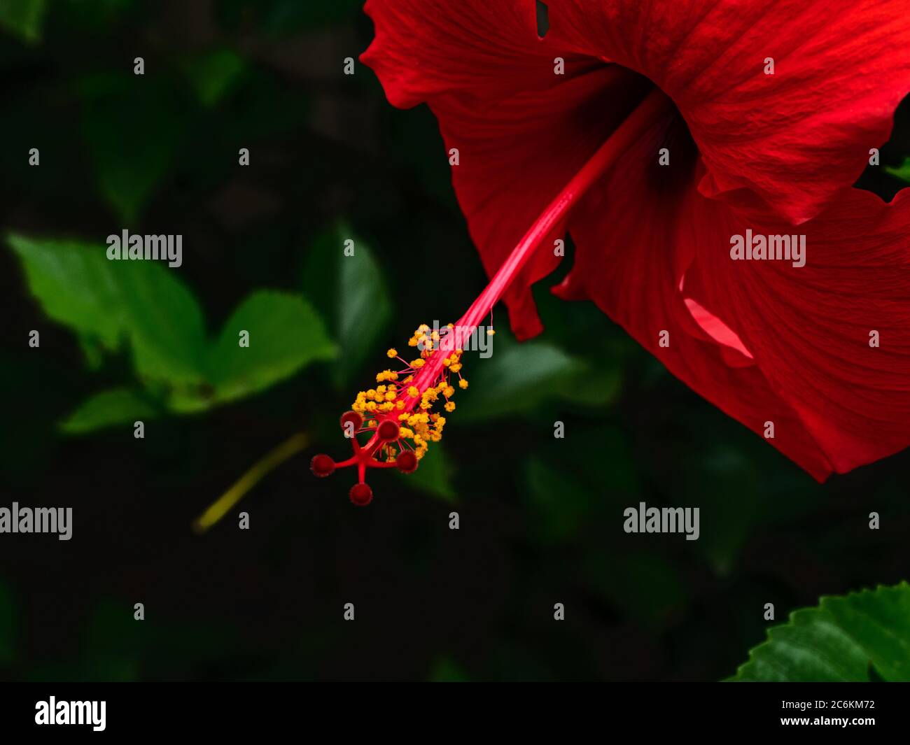 Hibiscus im Zentraltal, Califonia Stockfoto