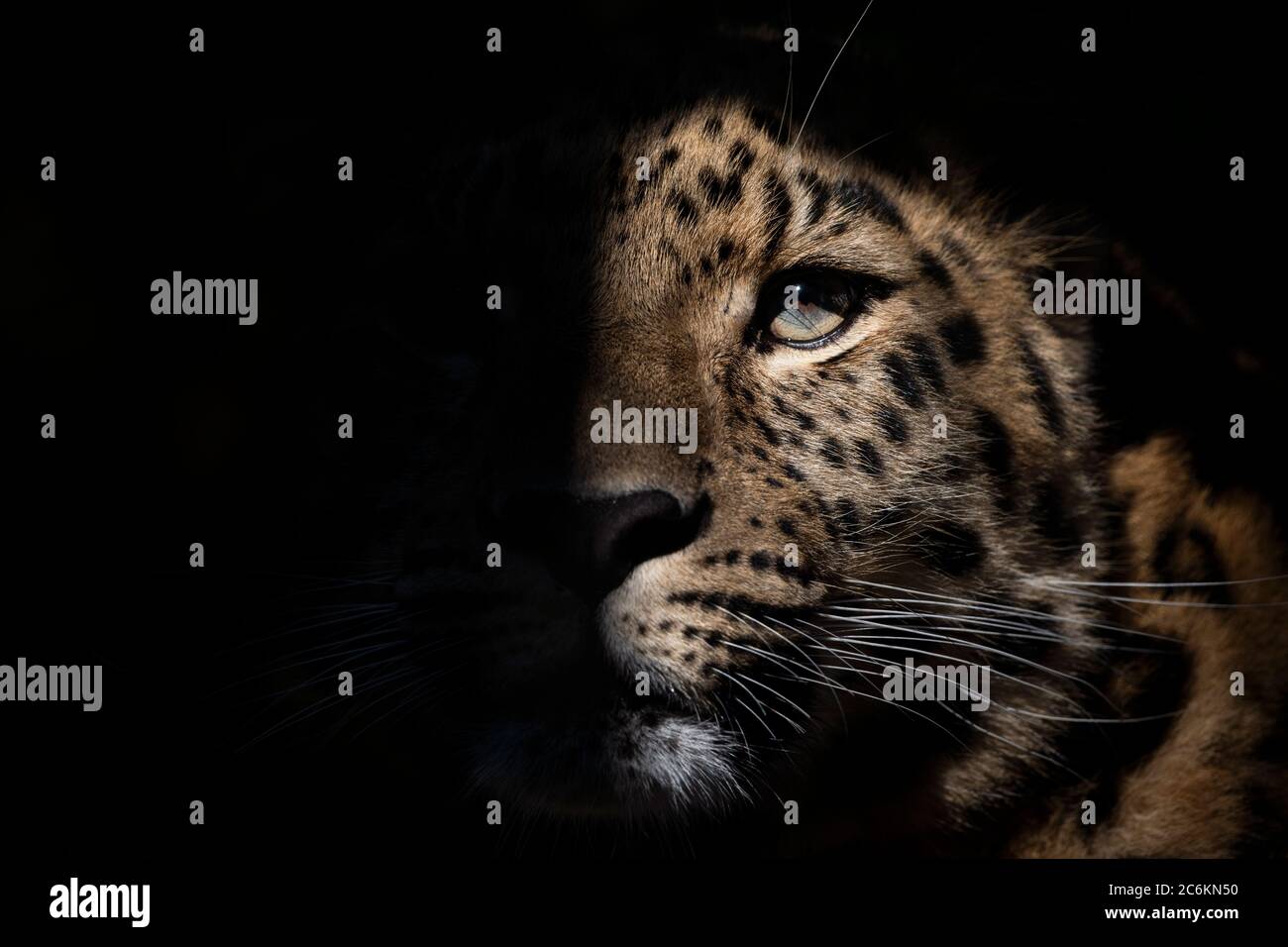 Seltener Amur-Leopard, mit der Hälfte des Gesichts im Schatten Stockfoto