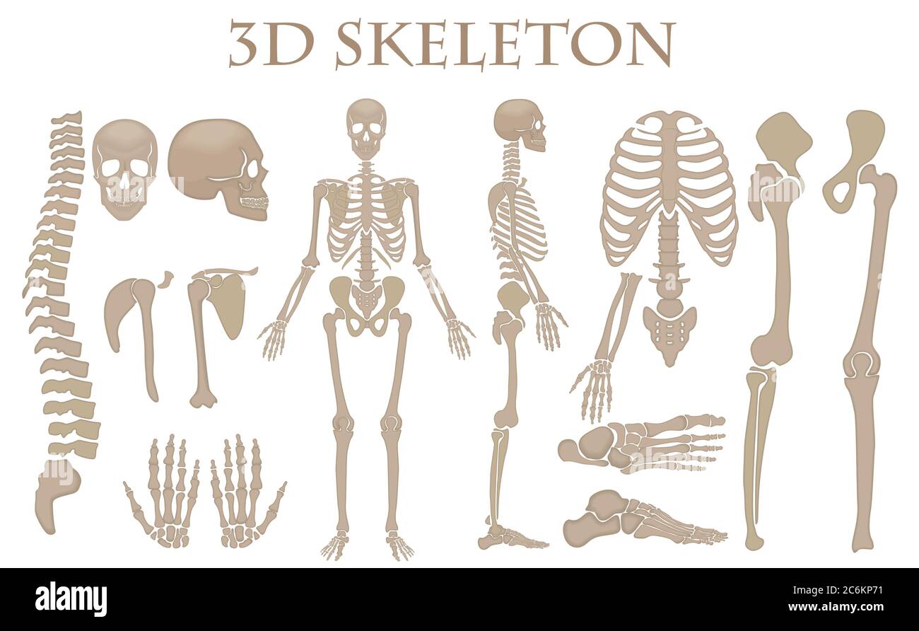 Menschliche Knochen 3d realistische Vektor Skelett Silhouette Sammlung Set. Hoch detaillierte helloween-Illustration Stock Vektor