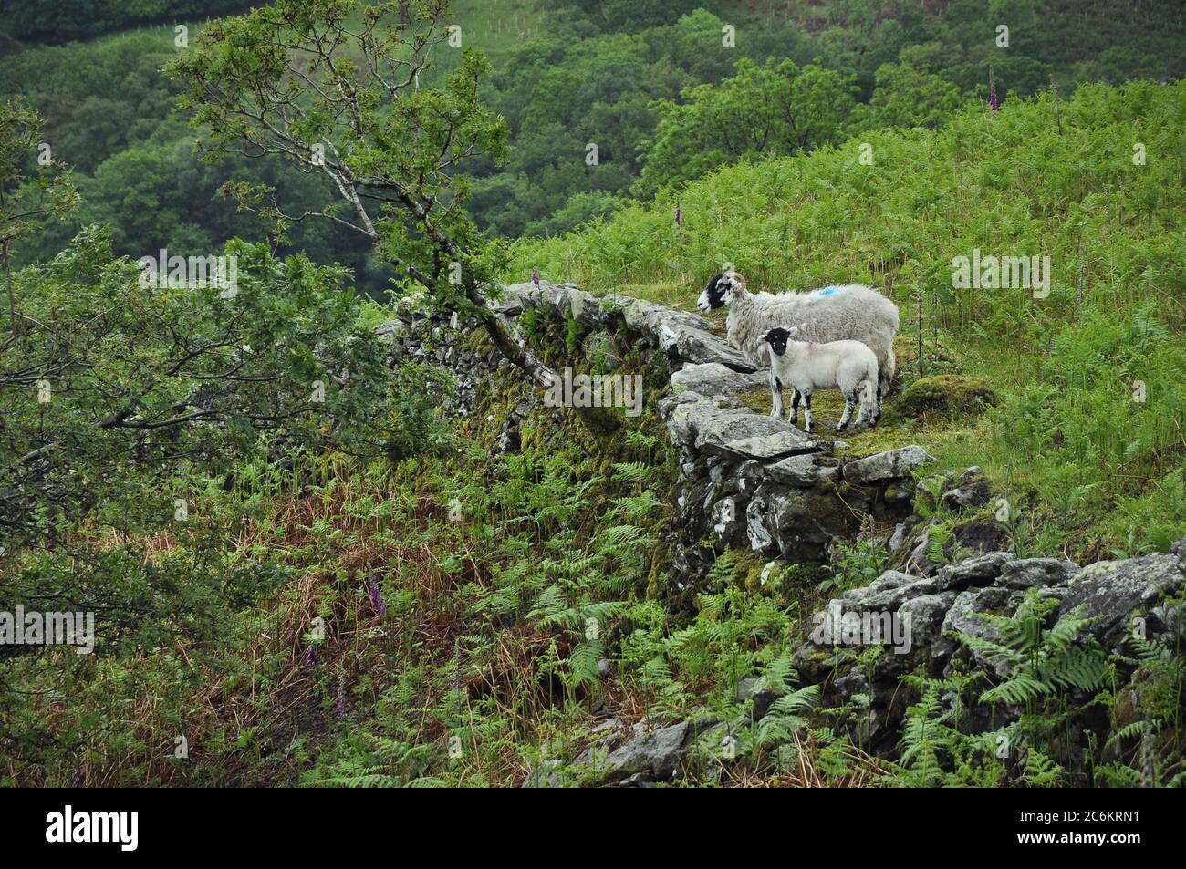 Swaledale Schafe, ein Mutterschafe und ein Lamm stehen vor einem Steinzaun im Lake District Nationalpark Stockfoto