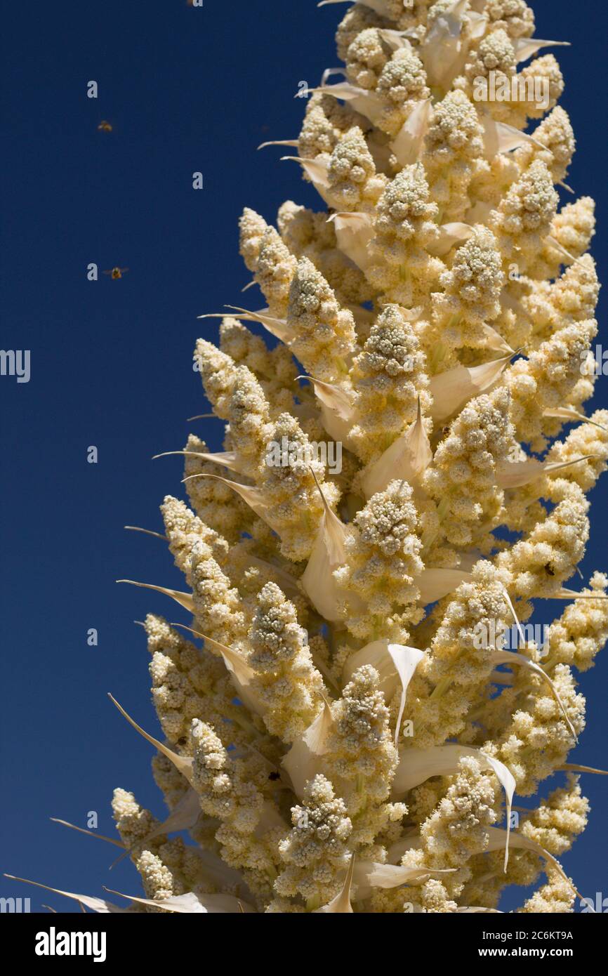 Parry Beargrass, Nolina parryi, Asparagaceae, native Mehrjährige Evergreen Strauch in Pioneerstown Mountains Preserve, Southern Mojave Desert, Springtime. Stockfoto