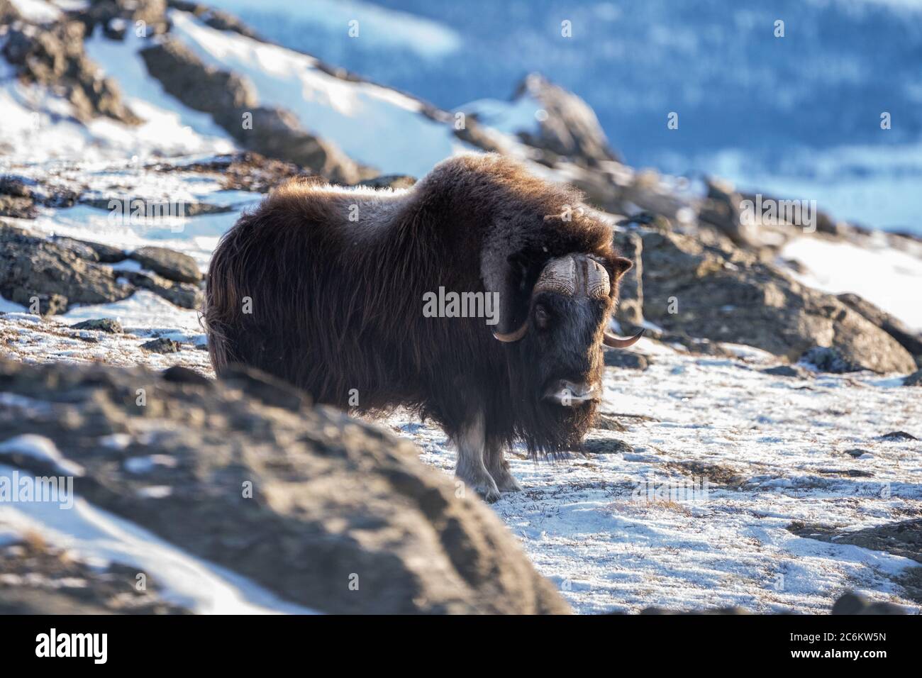 Die Muskox im Dovrefjell Nationalpark aus Norwegen. Die Muskox, auch Moschusox und Moschusox geschrieben, ist ein arktisches Huftier der Familie Bovidae Stockfoto