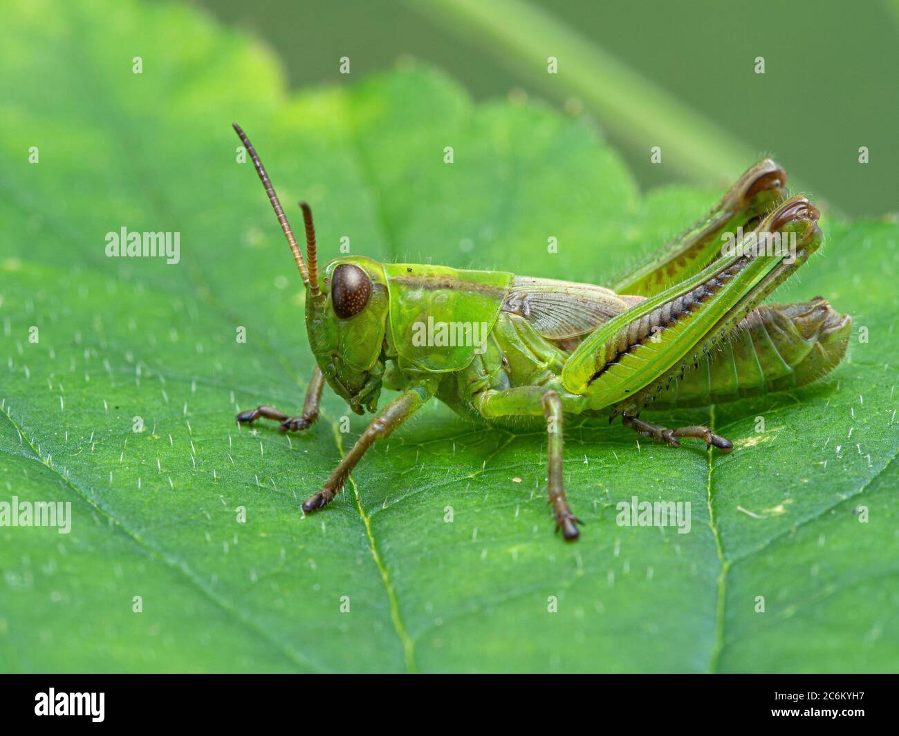 Seitenansicht eines hübschen hellgrünen subadulten männlichen zweigestreiften Heuschreckeners (Melanoplus bivittatus) auf einem greef-Blatt Stockfoto