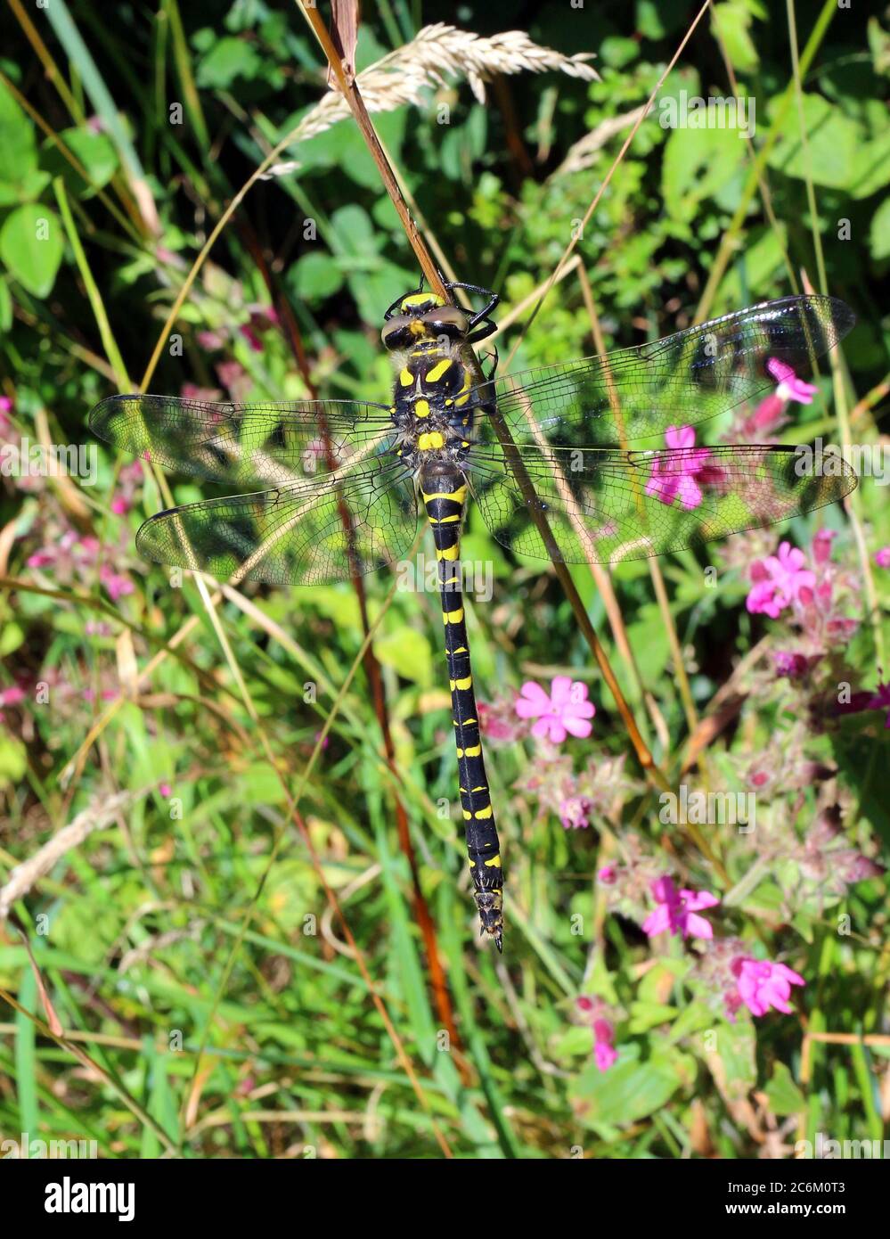 Goldringelige Libelle, die sich in einer Hecke in Wales sonnt, Juli 2020 Stockfoto