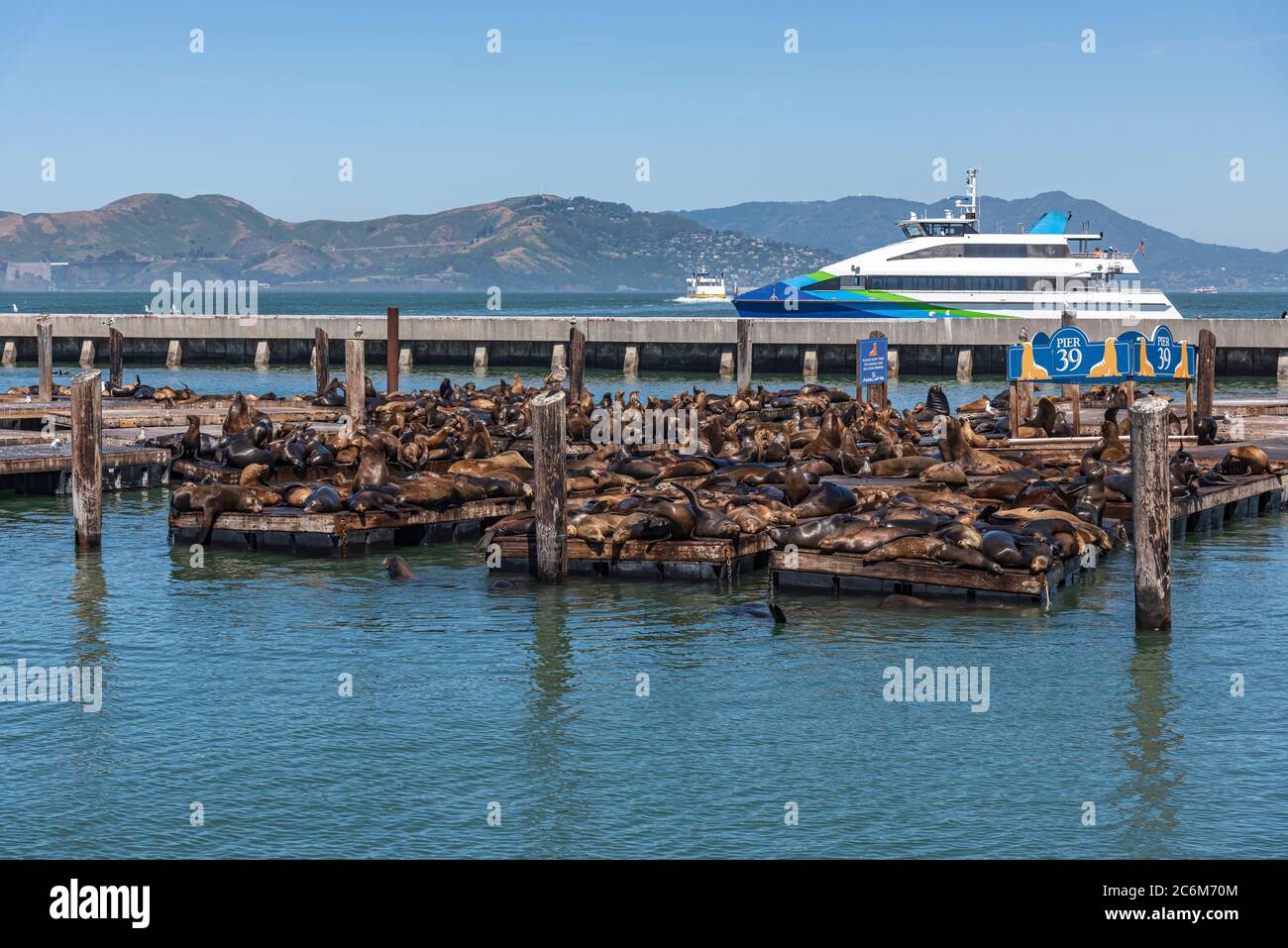 Pier 39 San Francisco Kalifornien Robben. Stockfoto