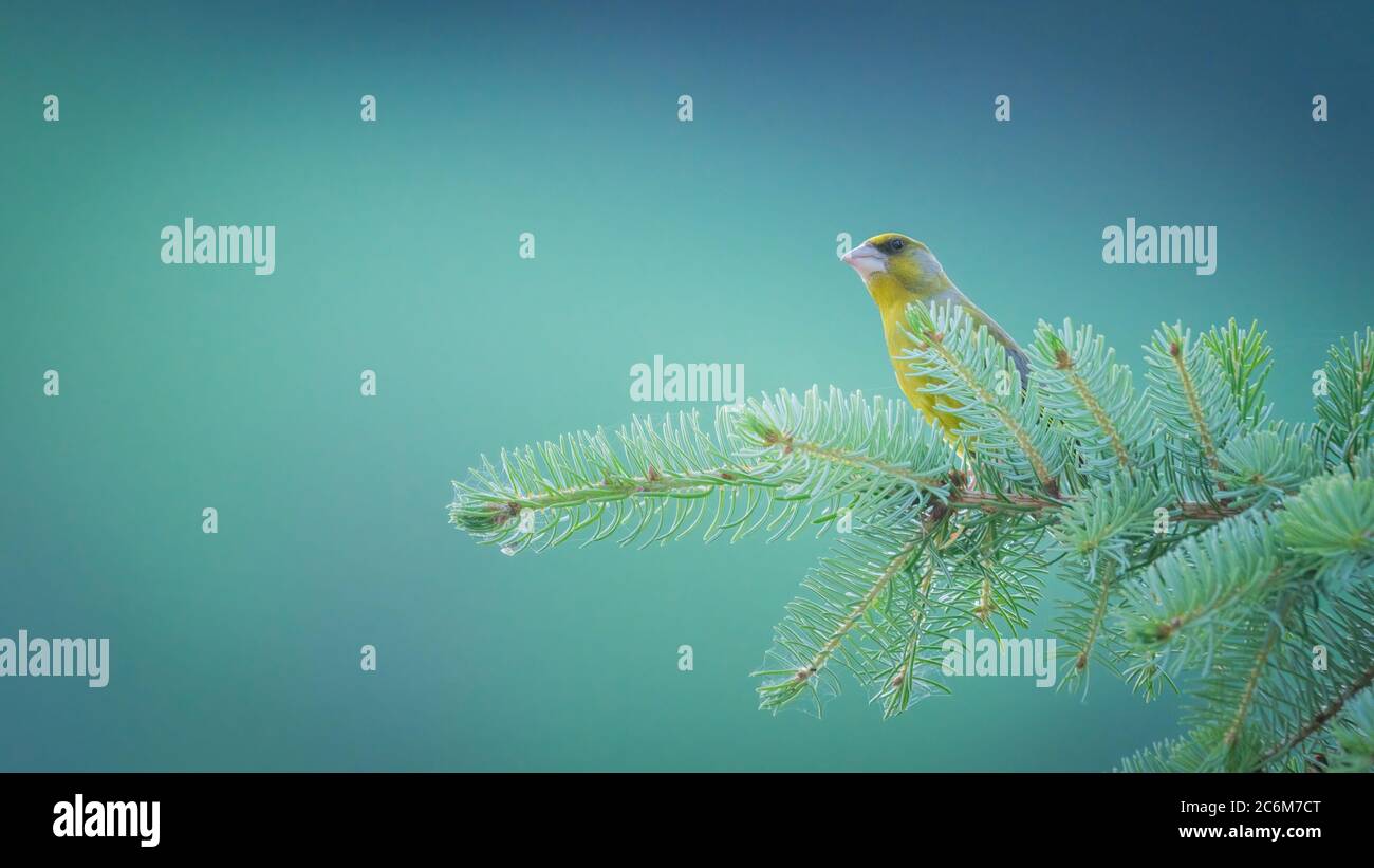 Vogel, Natur, wild lebende Tiere, gelb, Tier, wild, finch, Feder, grün, Stockfoto