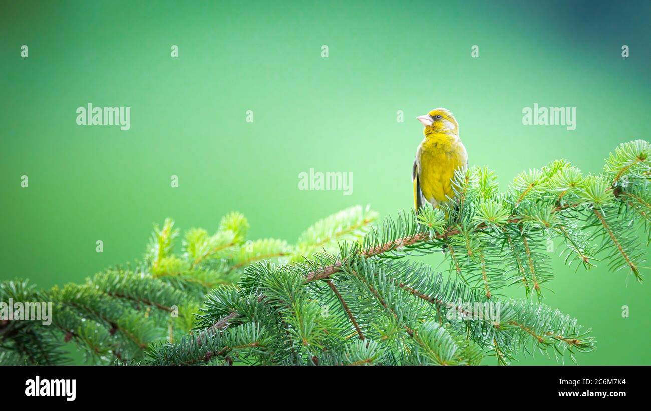 Vogel, Natur, wild lebende Tiere, gelb, Tier, wild, finch, Feder, grün, Stockfoto
