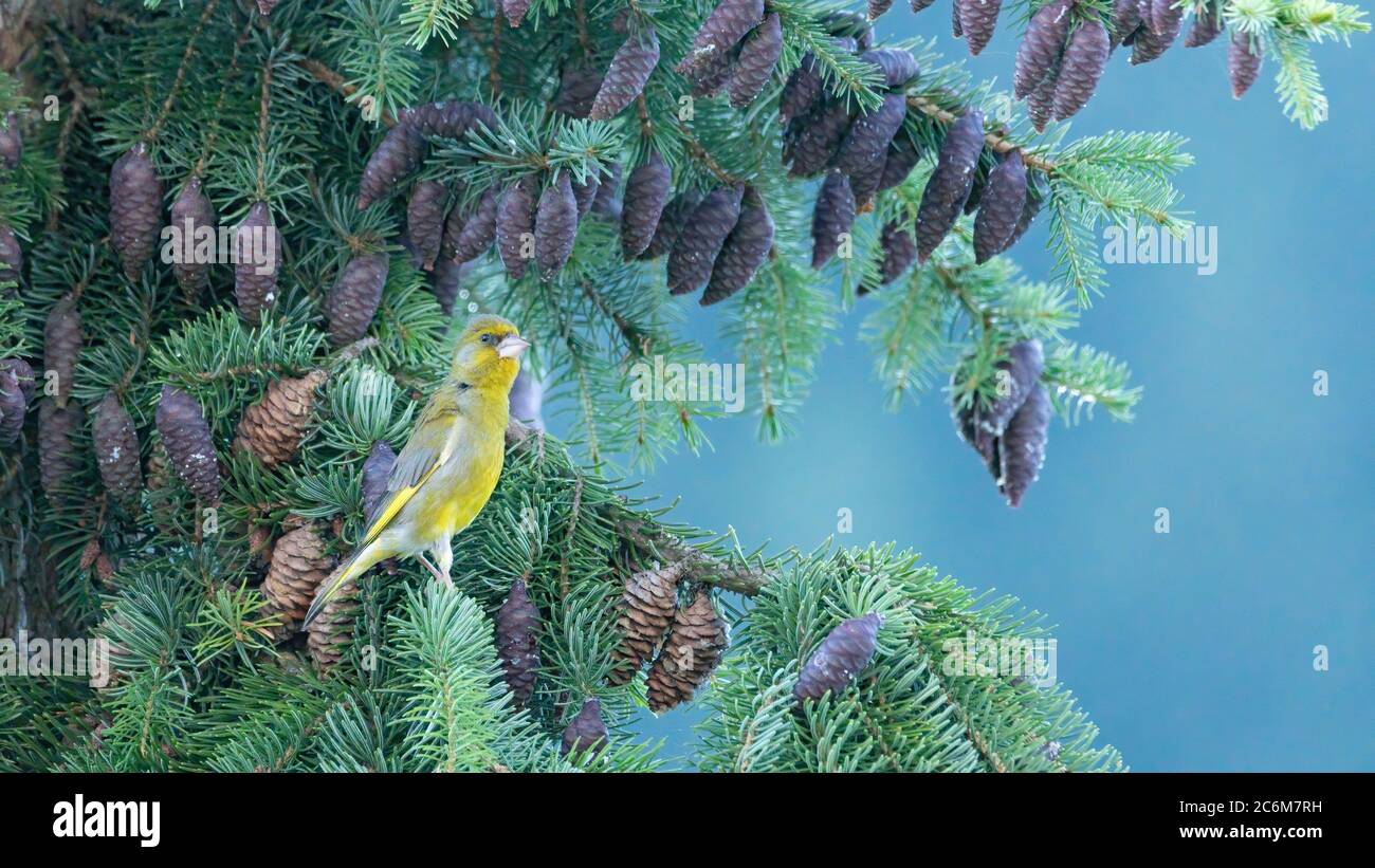 Vogel, Natur, wild lebende Tiere, gelb, Tier, wild, finch, Feder, grün, Stockfoto