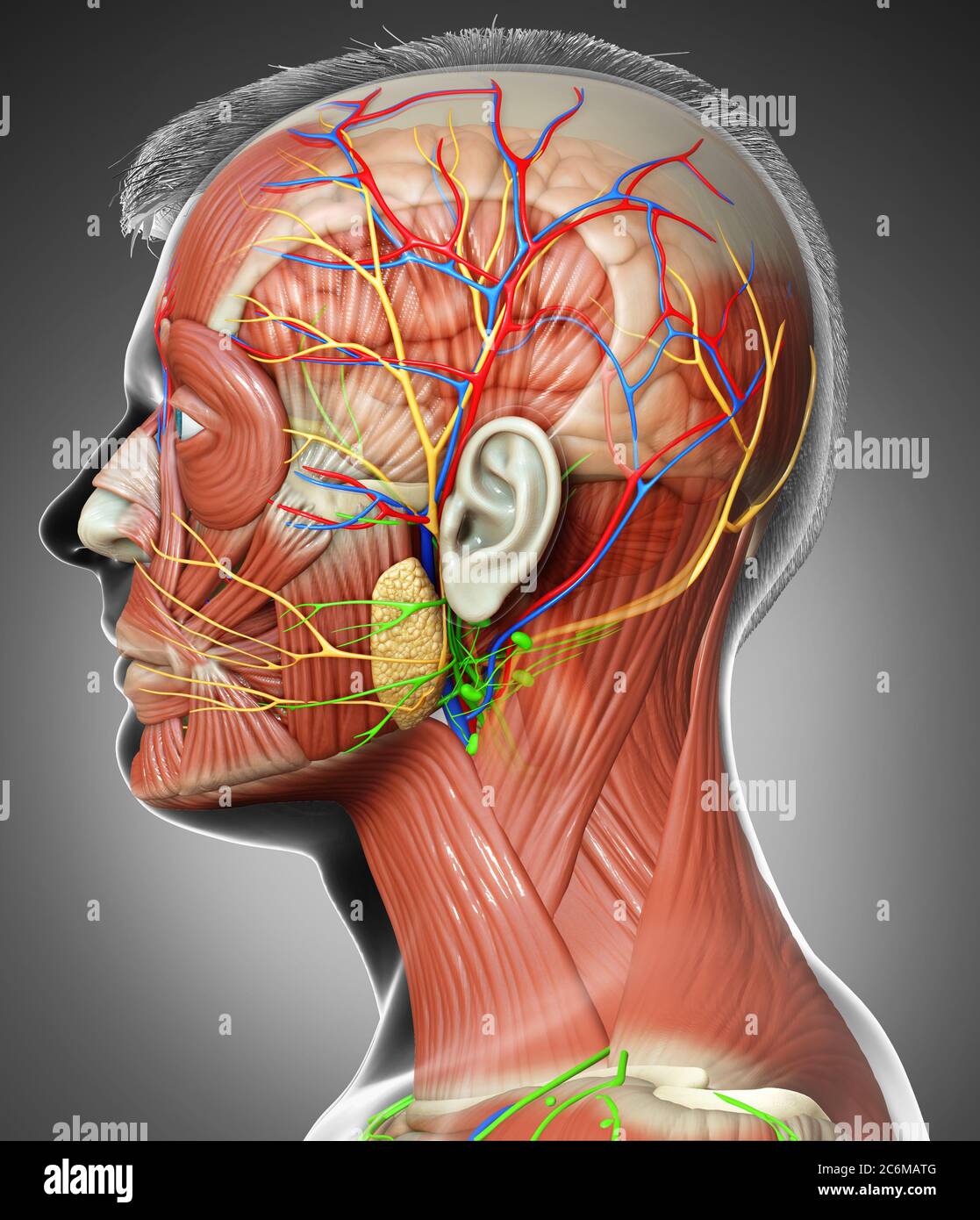 3d-Rendering medizinische Illustration der männlichen Kopf Anatomie für den Unterricht Stockfoto