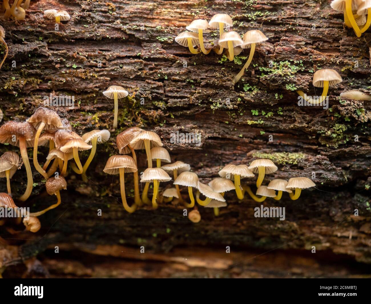 Mycena Pilze auf einem verrotten Baumstamm. Victoria, Australien. Stockfoto