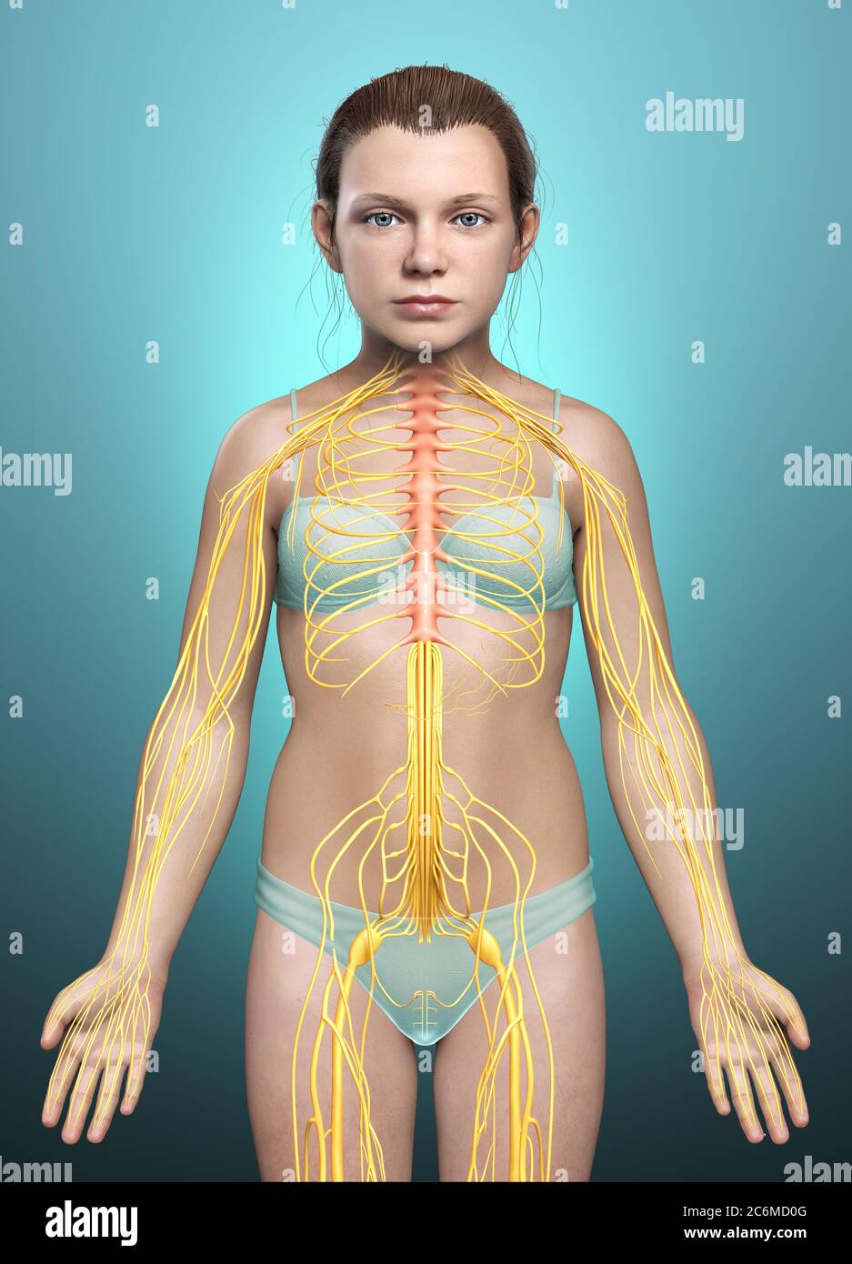 3d-gerendert medizinisch genaue Illustration eines jungen Mädchen Nervensystem Stockfoto