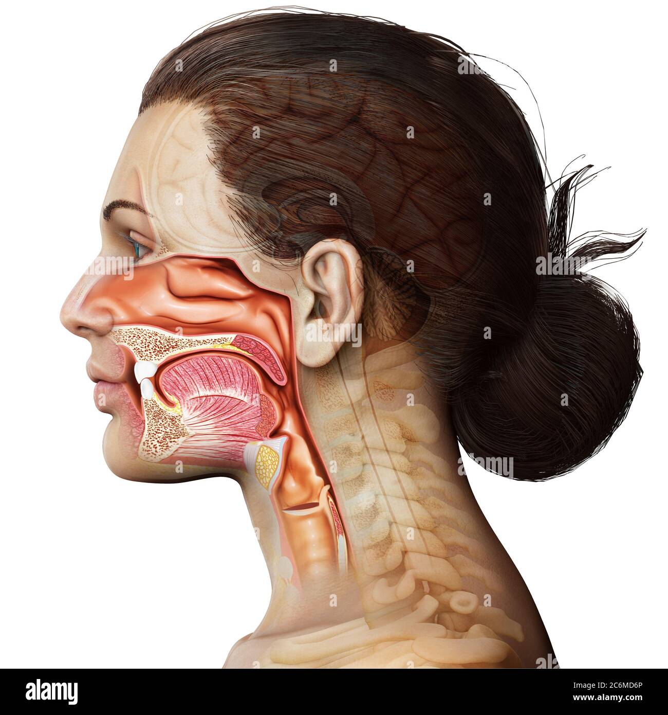 3d gerendert, medizinisch genaue Darstellung der weiblichen Luftrhre und  Speiserhre Anatomie Stockfotografie - Alamy