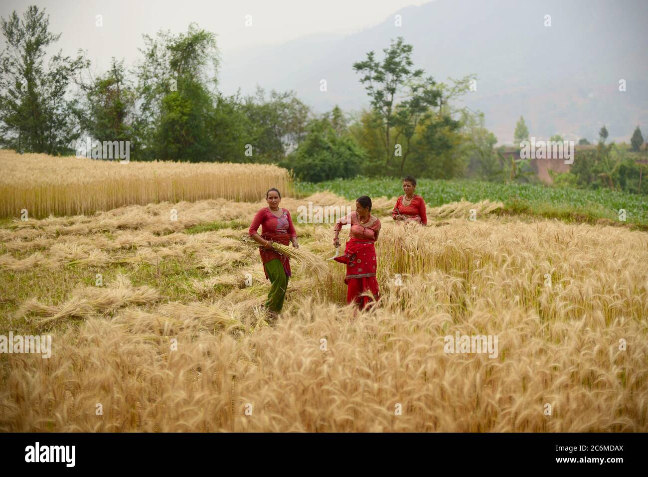 Frauen Bauern ernten Weizen auf einem landwirtschaftlichen Feld im Kavrepalanchok Bezirk, Nepal. Stockfoto