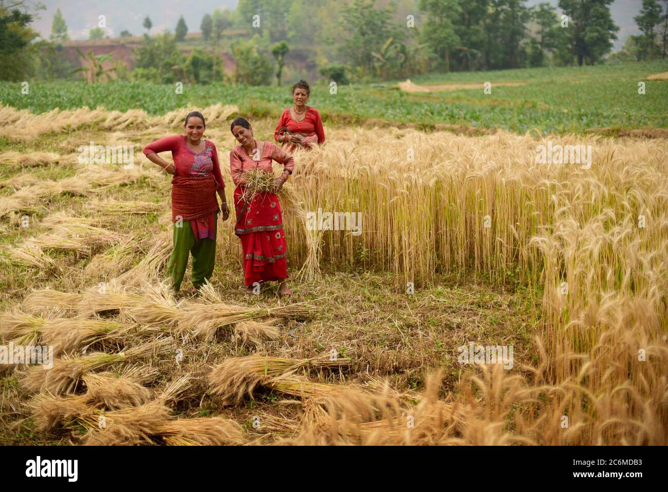 Frauen Bauern ernten Weizen auf einem landwirtschaftlichen Feld im Kavrepalanchok Bezirk, Nepal. Stockfoto