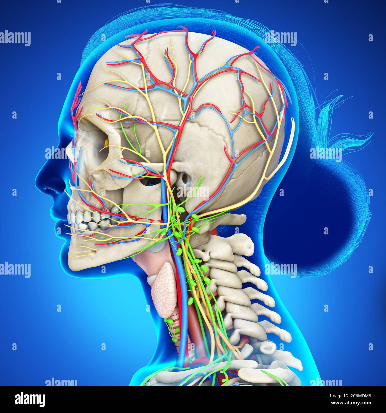 3d-Rendering medizinische Illustration der weiblichen Kopf Anatomie für den Unterricht Stockfoto