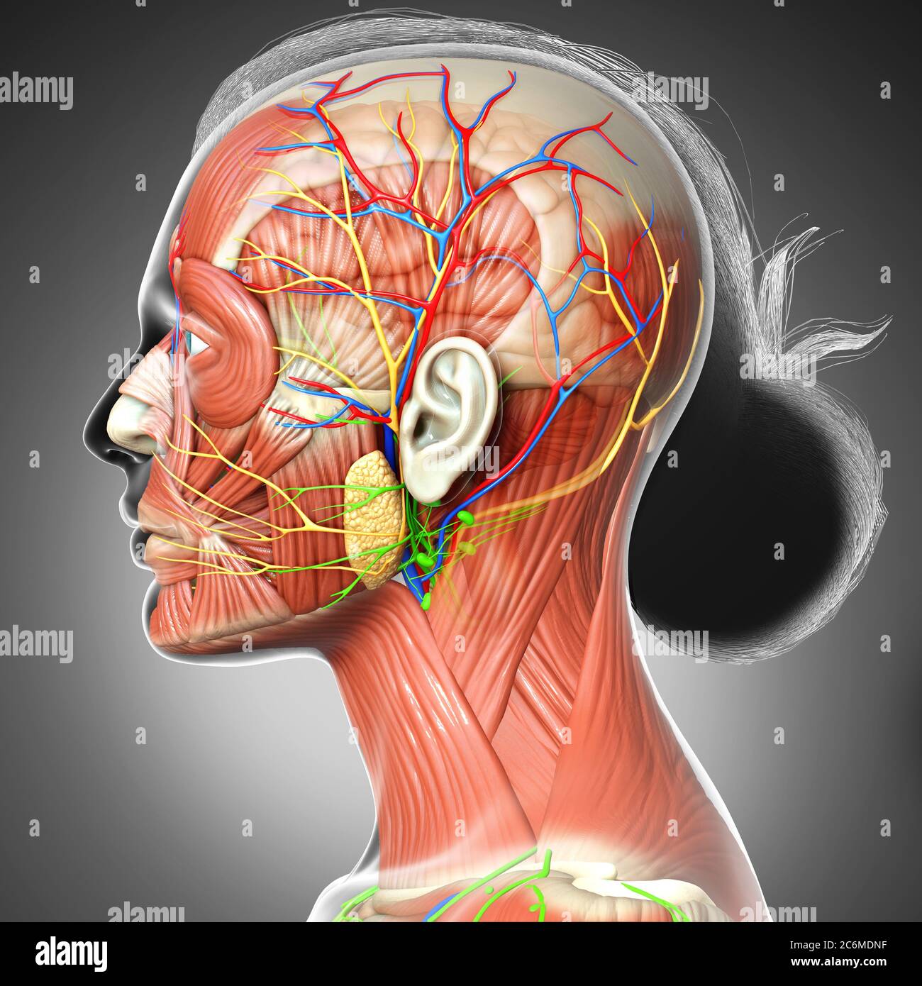 3d-Rendering medizinische Illustration der weiblichen Kopf Anatomie für den Unterricht Stockfoto