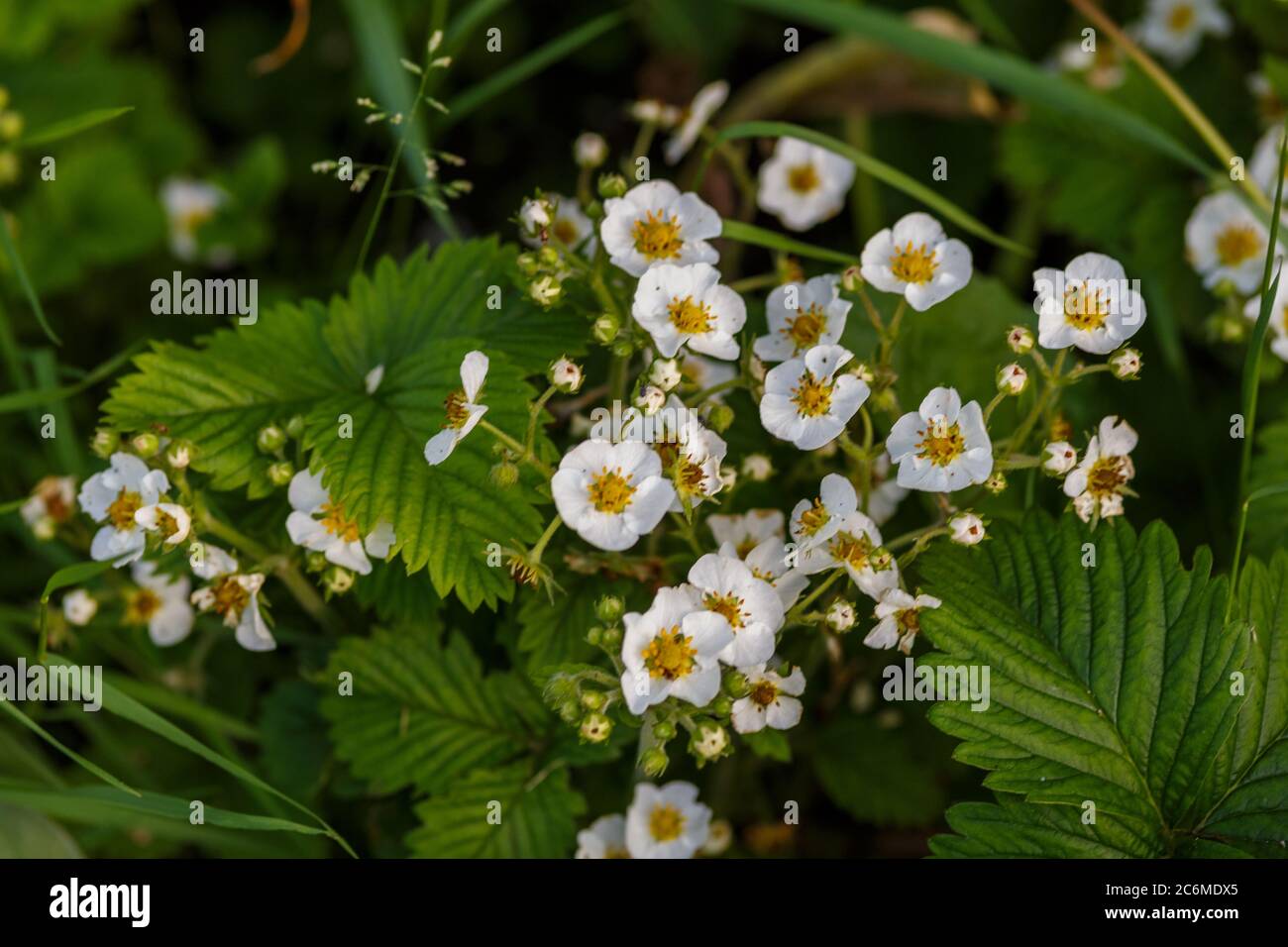 Erdbeerblüten im Garten juni Sommerzeit Stockfoto