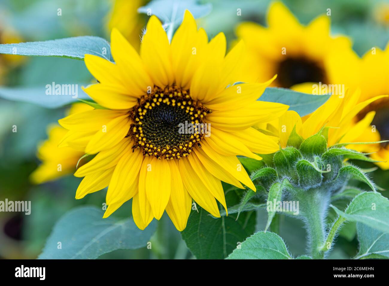 Sonnenblume mit grünen Bud Sonnenblumenblüte. Gesunde Lebensstile, Ökologie, biologischer Landbau, Smallholding, Gartenbau, Gesundheitskonzept, Naturkonzept. Stockfoto