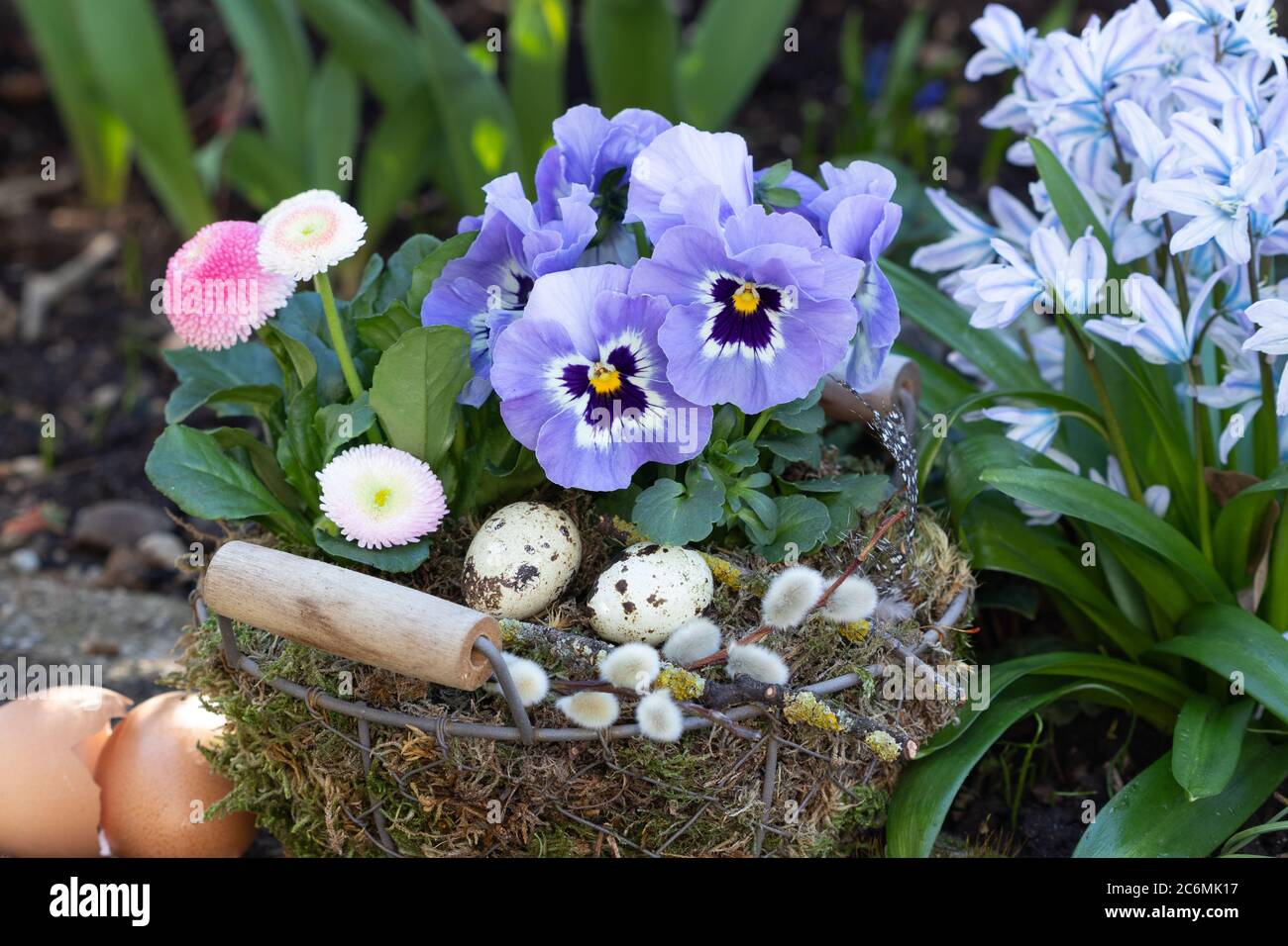 Lila Viola Blumen und rosa bellis perennis im Korb als rustikale Frühlingsdekoration Stockfoto