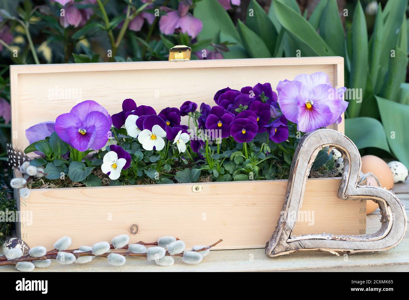 viola Blumen in lila und weiß in Holzkiste als Frühlingsdekoration Stockfoto