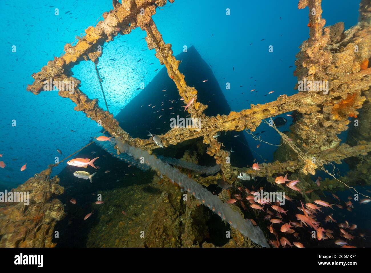 Salpas Tunikat und Fisch mit Öltanker Schiffswrack im Hintergrund Stockfoto