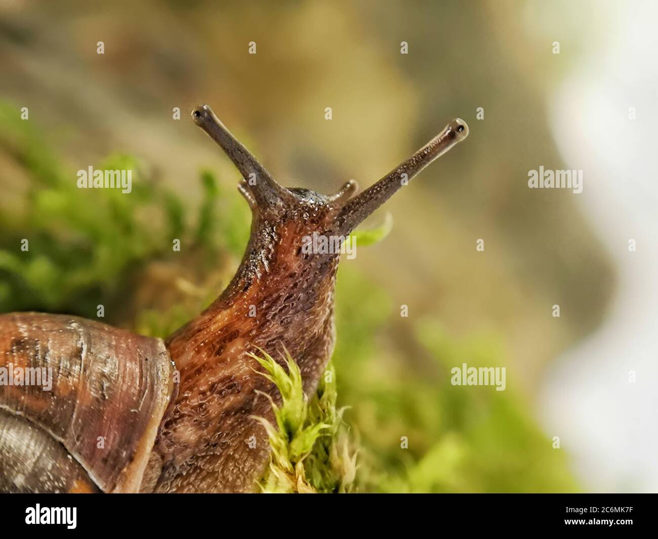Schnecke Müller auf dem nassen grünen Moos gleiten. Stockfoto