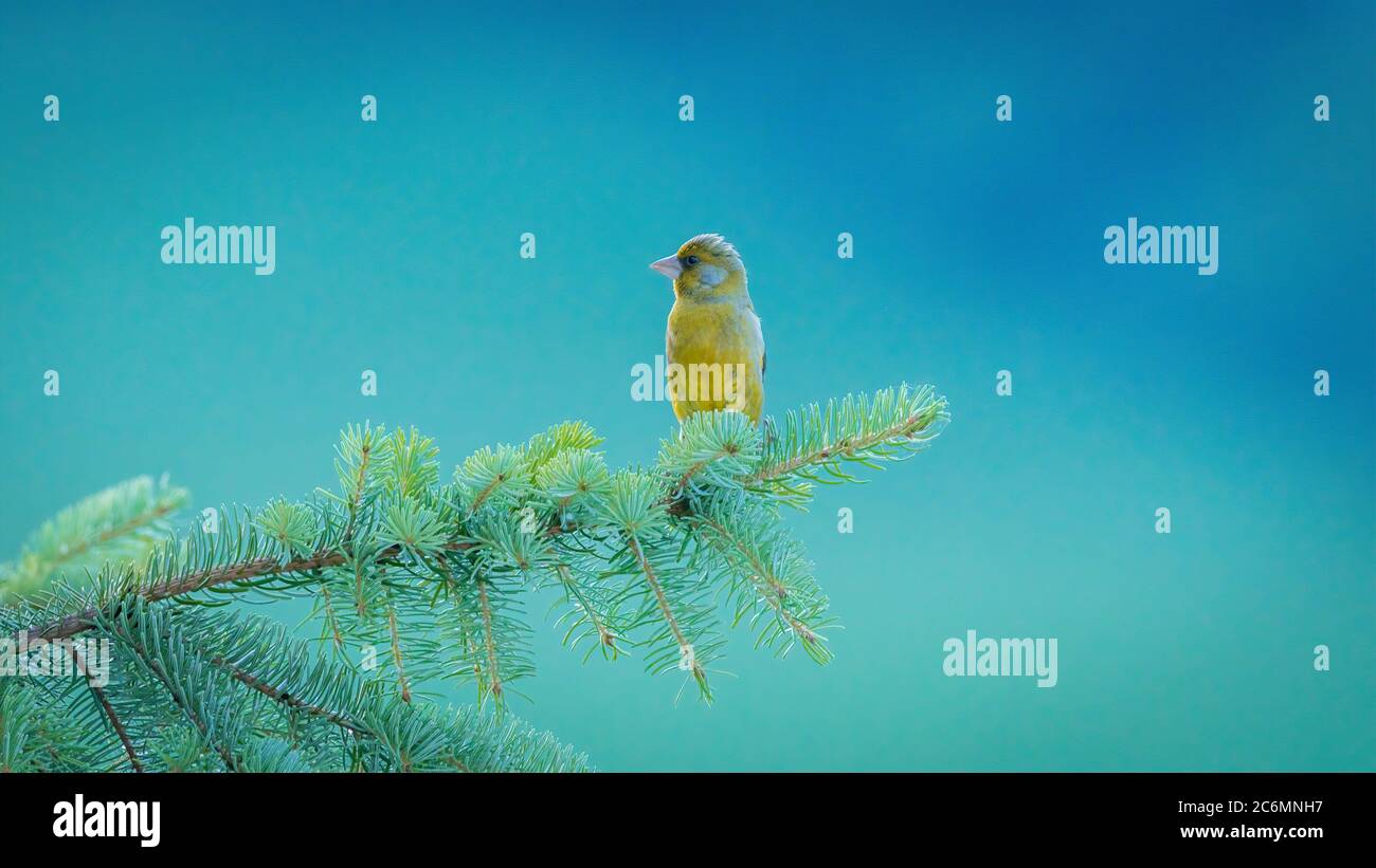 Vogel, Natur, wild lebende Tiere, gelb, Tier, wild, finch, Feder, grün, Stockfoto