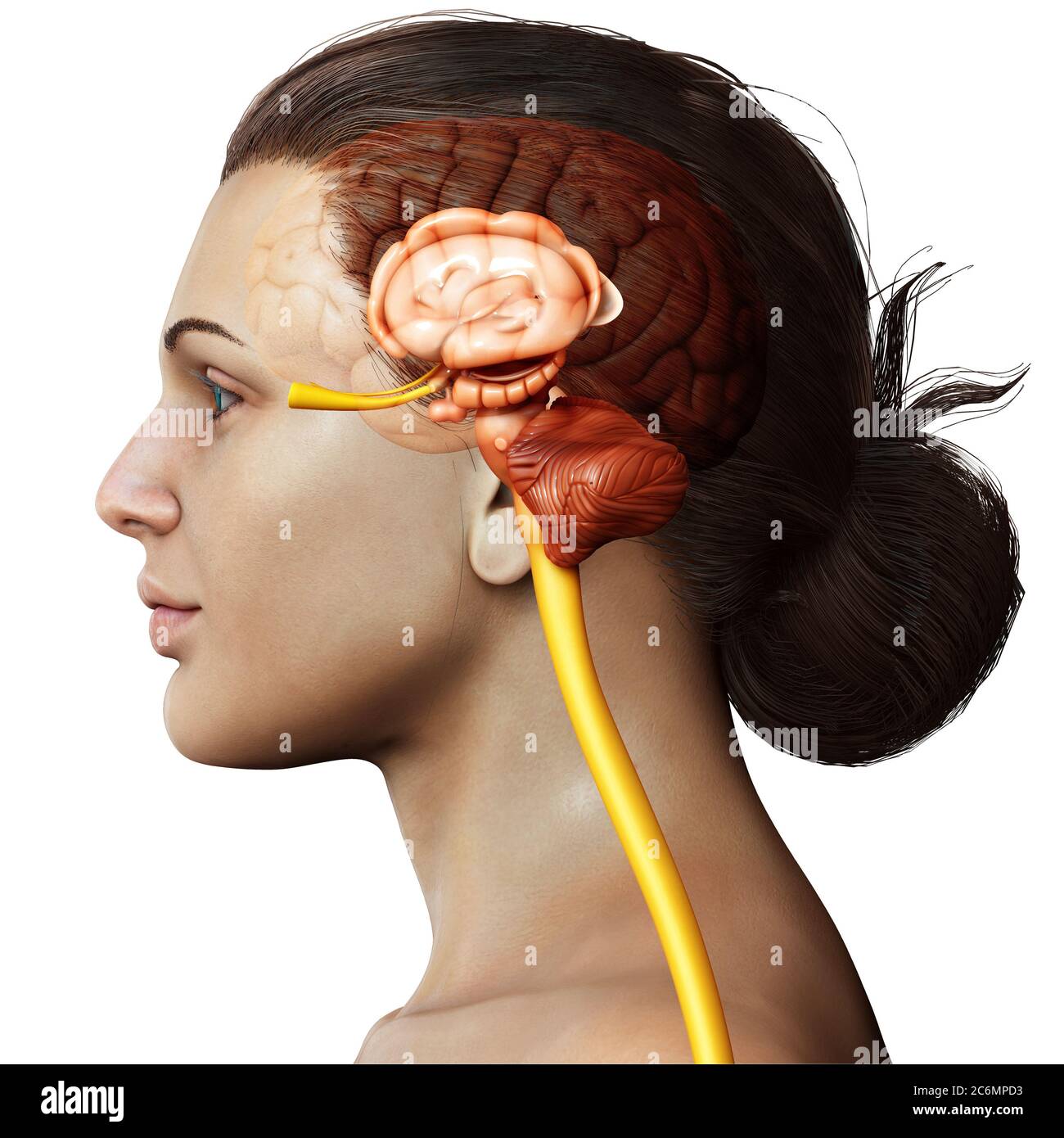 3D-gerenderte Medizinisch genaue Abbildung der inneren Anatomie des Gehirns Stockfoto