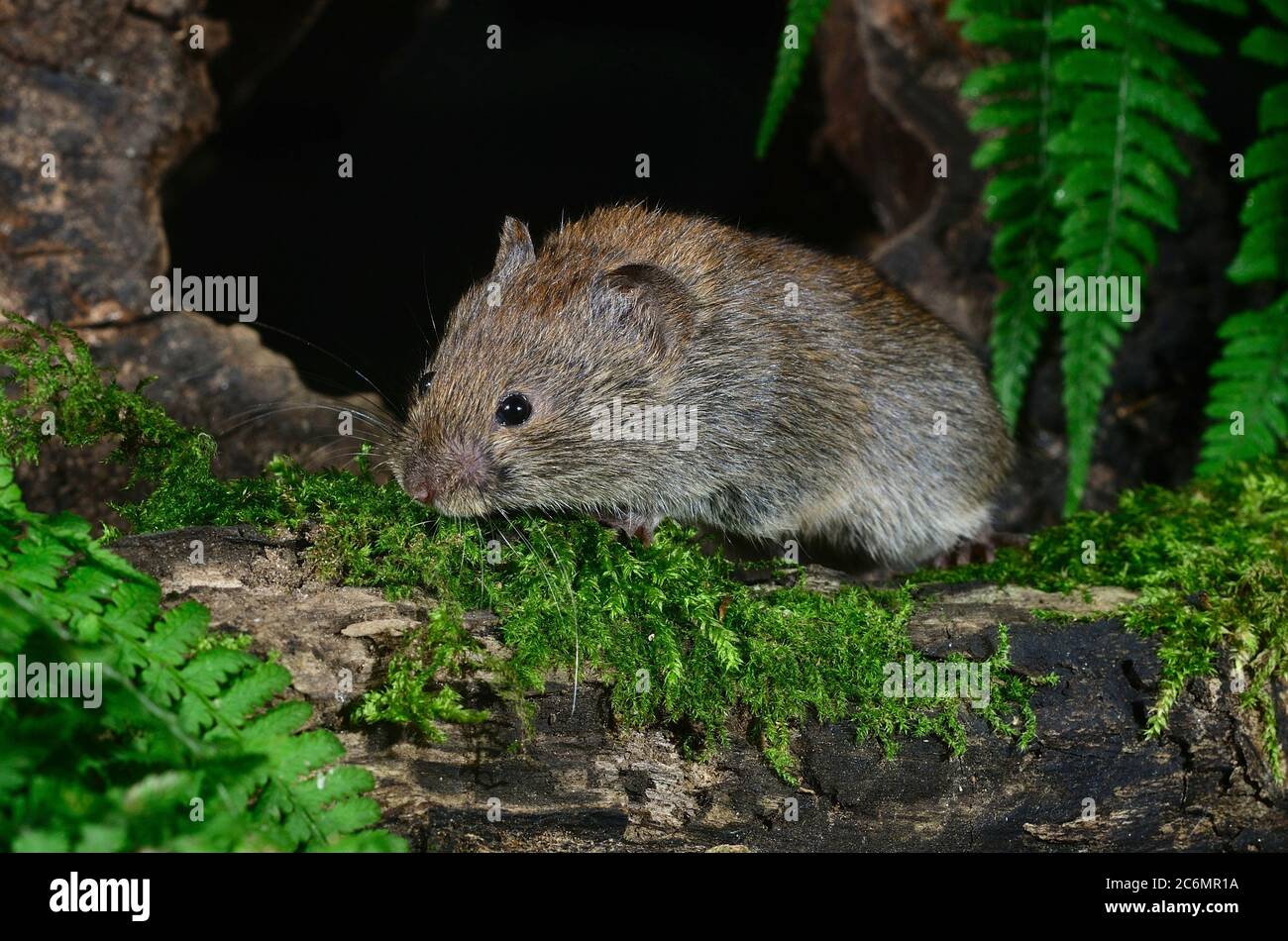 Rötelmaus Stockfoto